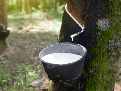 Xử lý mủ cao su 